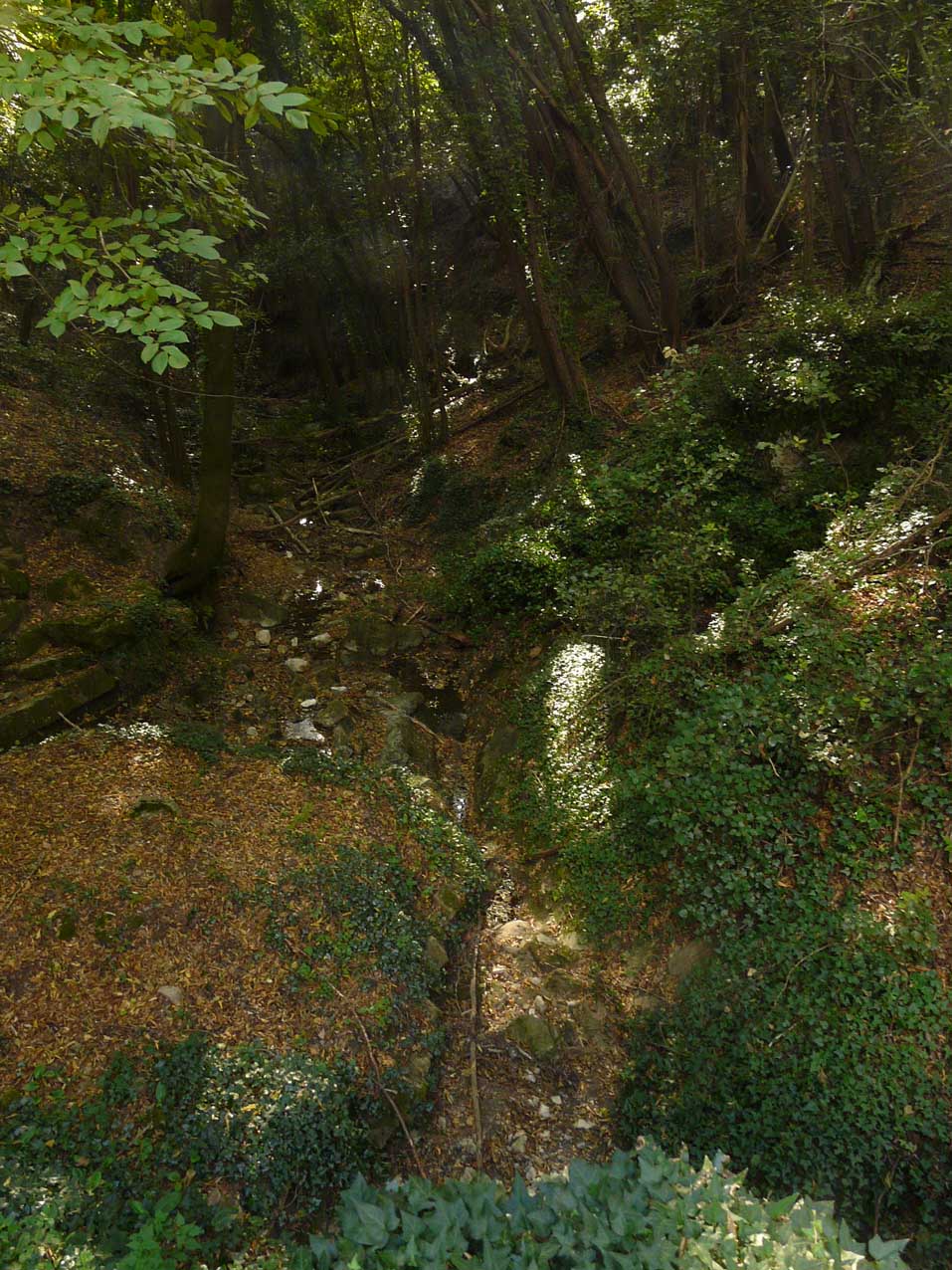 Ai margini di un bosco maremmano...